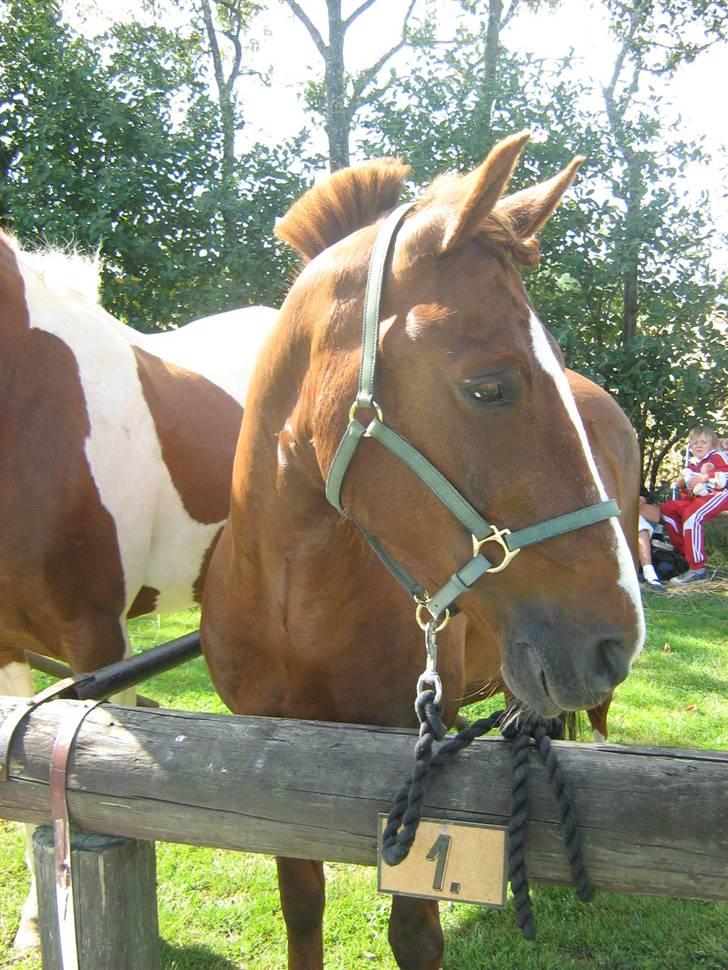 New Forest hunter<33 billede 19