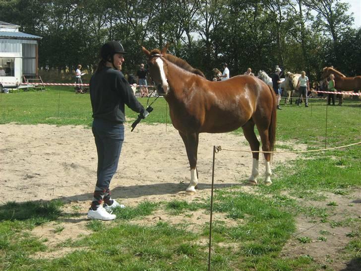 New Forest hunter<33 billede 20