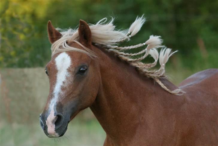 Anden særlig race Daisy - Skønne Daisy 270708 foto: kaolfoto billede 11