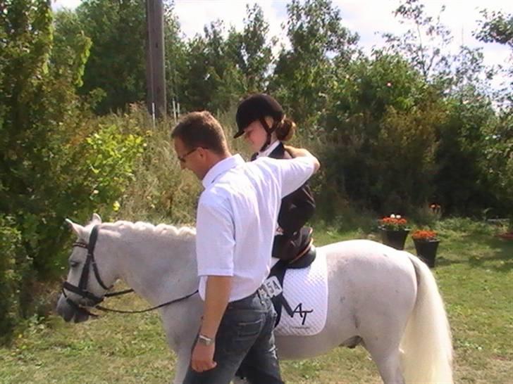 Welsh Mountain (sec A) Samson SOLGT billede 2