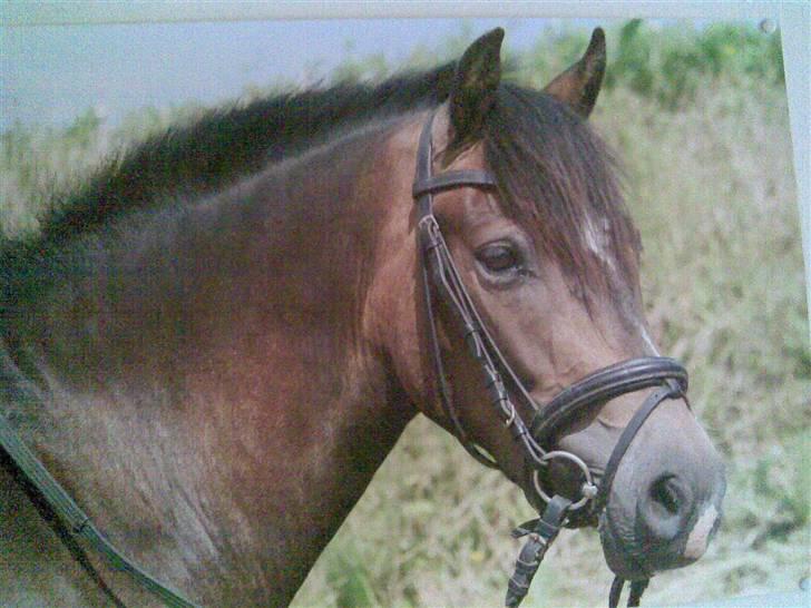 Anden særlig race Donald - Min smukke pony billede 1