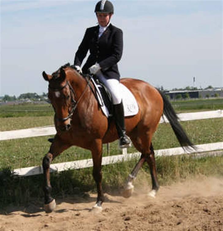 Fuldblod (XX) Fourier (DEN) xx - LA4 BOR Maj08 billede 14