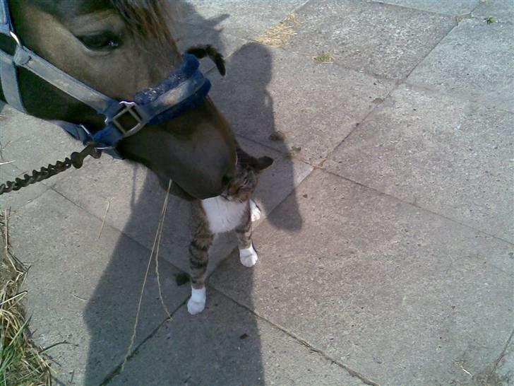 Anden særlig race Donald - Nuttet billede 2