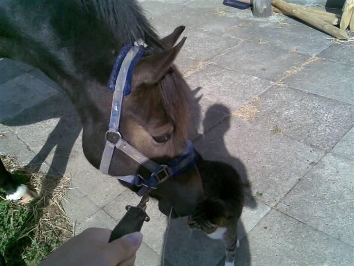 Anden særlig race Donald - Hvor sødt! billede 3