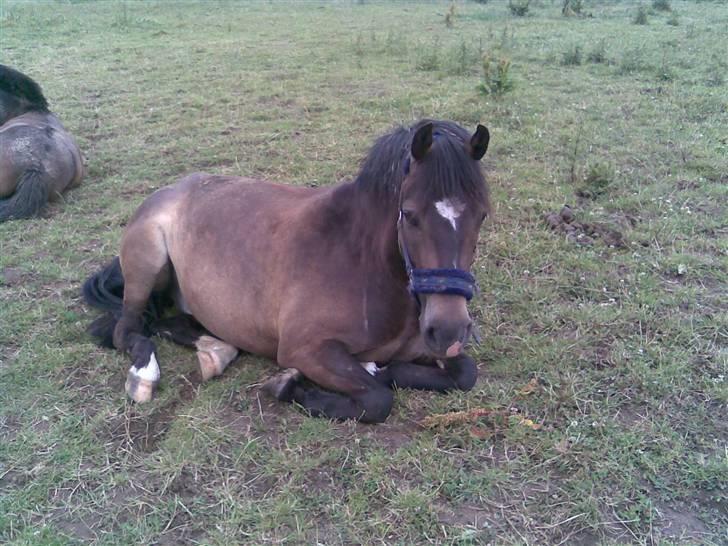Anden særlig race Donald - "Pyh, hvor er jeg træt" billede 4