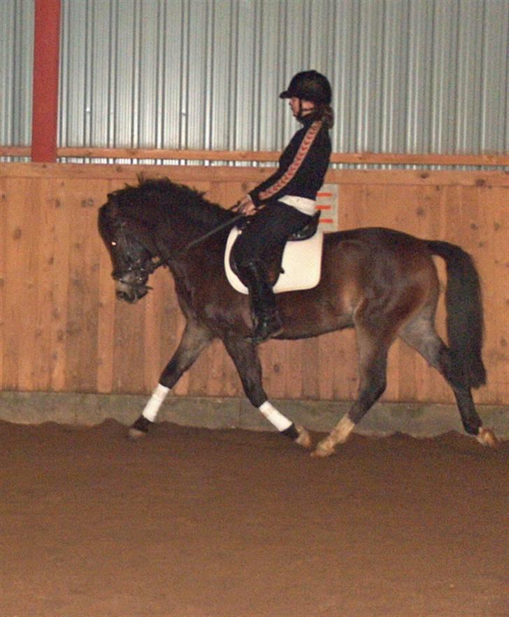 Anden særlig race Donald - Koncentration på højt niveau ;) billede 5