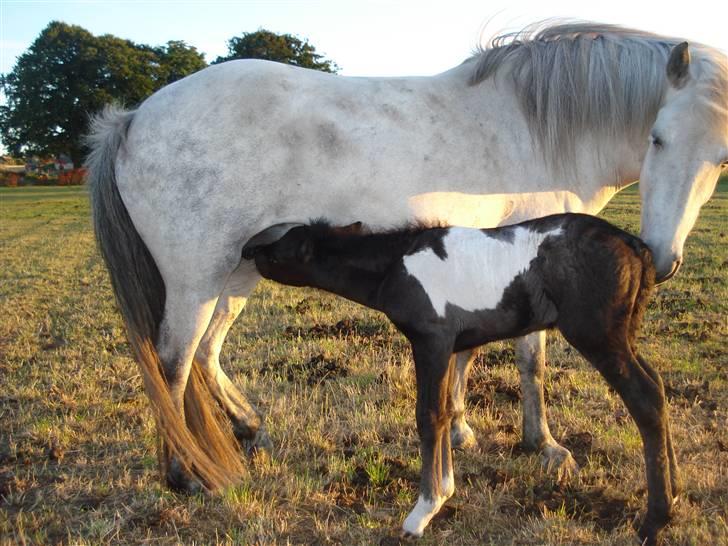 Islænder embla f. Lundegaard - nåår. Embla er bare en supermor :D billede 17