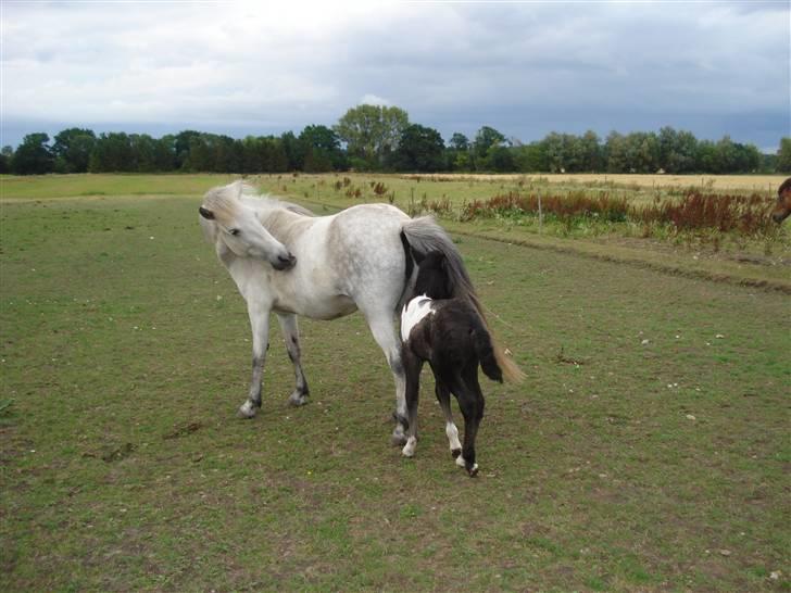 Islænder embla f. Lundegaard - moar!! - jeg skal lige klø mig!! billede 18