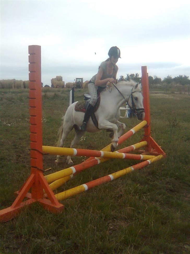 Anden særlig race Stardust - You´re the best! billede 13