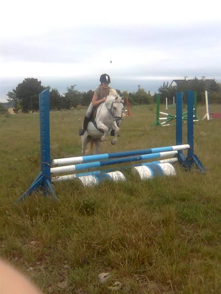 Anden særlig race Stardust - Smukt (8 loooove yooou. billede 14