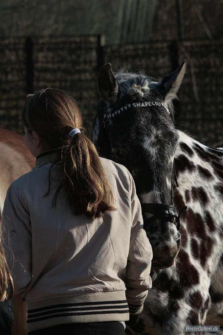 Anden særlig race Shapelou - Smukke <3 <3 ;) ;) billede 1