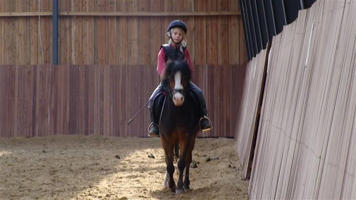 Welsh Mountain (sec A) Aladin gl. part  - ude og ride billede 1