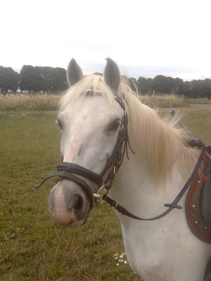 Anden særlig race Stardust - Smuk-sakken xD<3 billede 15