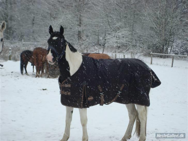 Pinto Samson *SOLGT* billede 12