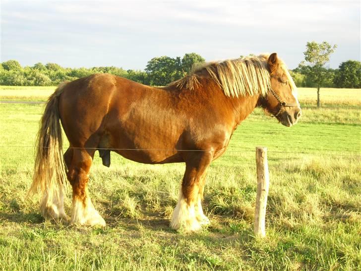 Jyde Simon (avl) - er jeg lækker eller hvad : foto miig billede 6