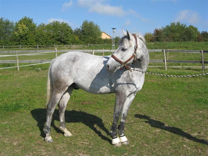 DSP Andy "SOLGT" - Efter LA spring stævne i Solvang billede 1