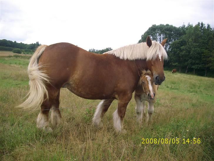 Jyde Linda (avl) - se os lige er vi ikke søde : foto miig billede 7