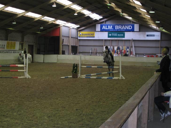 DSP Andy "SOLGT" - Spring undervisning på Vejle Rideskole med Tina Lund.  billede 4