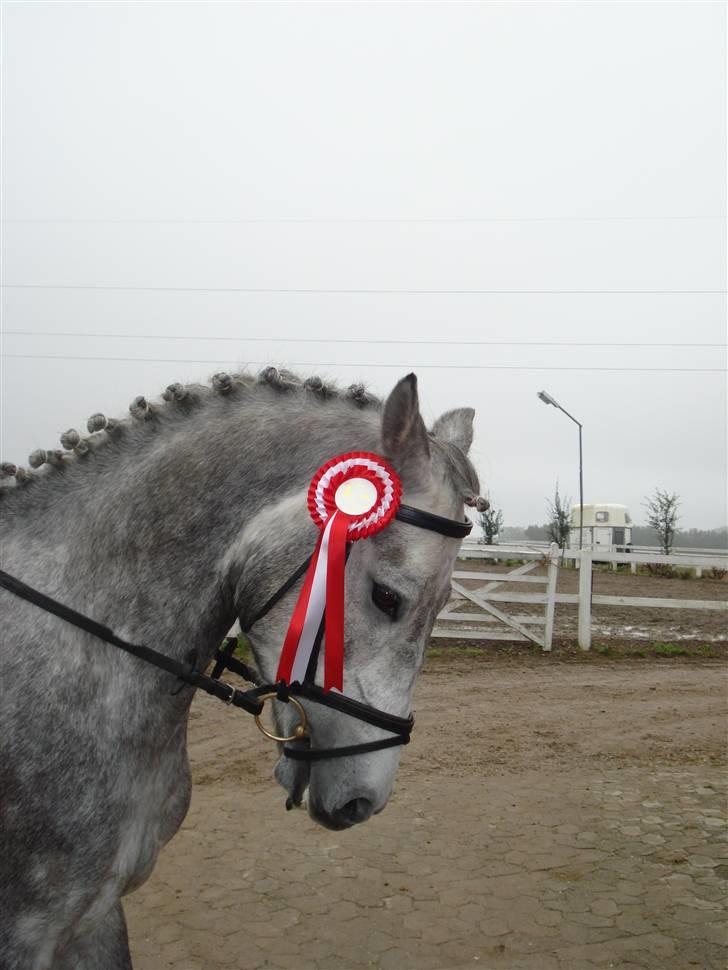 DSP Andy "SOLGT" - LB2 klasse i dressur. 65,02%.  billede 5