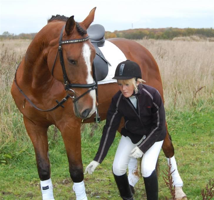 Dansk Varmblod Equs  - Er ved at tage bandager af billede 16