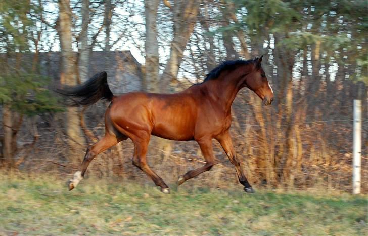 Dansk Varmblod Equs  - He believe he can fly :D billede 3