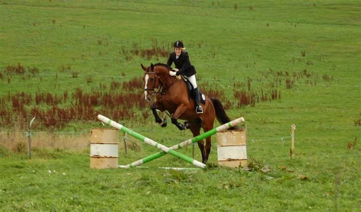 Dansk Varmblod Equs  - Hop billede 18