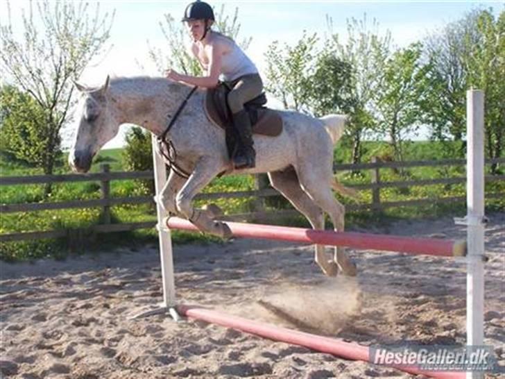 Arabisk fuldblod (OX) kivekas(kiwi)  x-hest - Mette(gamle part) springer 95cm. på stjernen! ;p   foto: MIG! :) billede 8