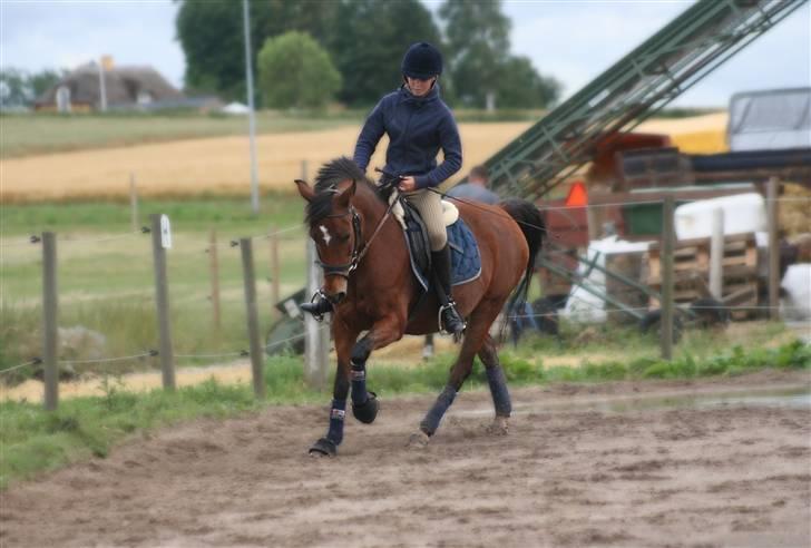 Anden særlig race Aki - # dressur juli 09 billede 10