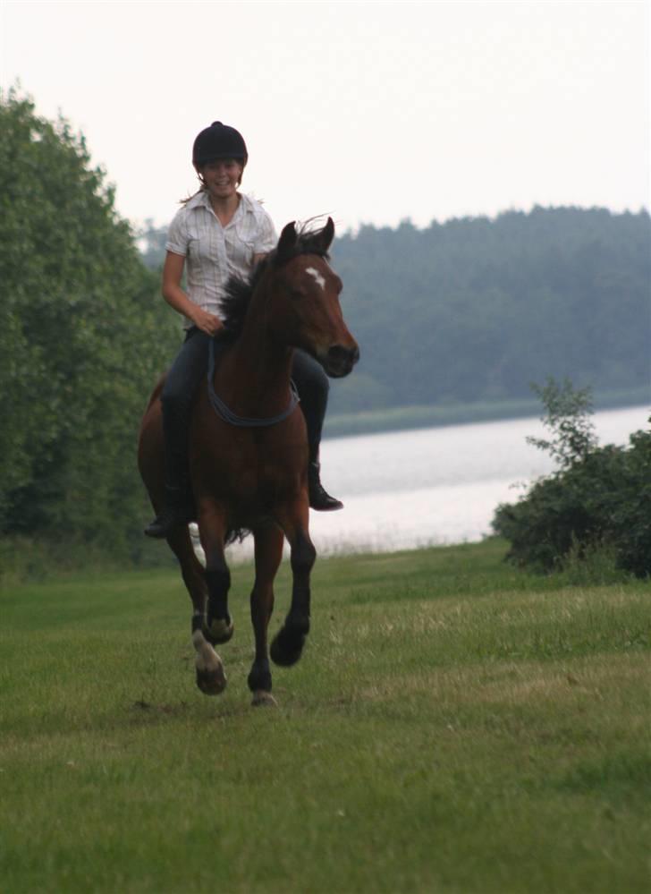 Anden særlig race Aki - # hygge juli 09 billede 11