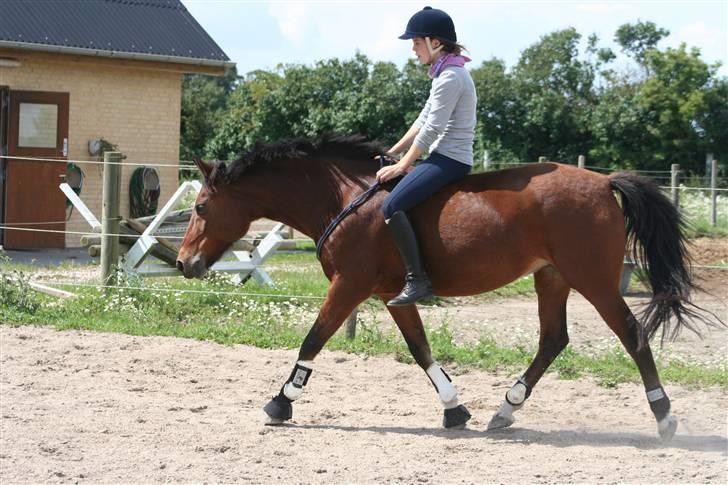 Anden særlig race Aki - # "støvsugeridning" juli 09 billede 12