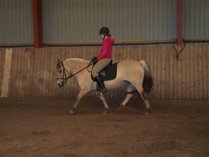 Fjordhest Musse/min søster's/Sandra - Musse går rigtig fint afslappet :o) billede 9