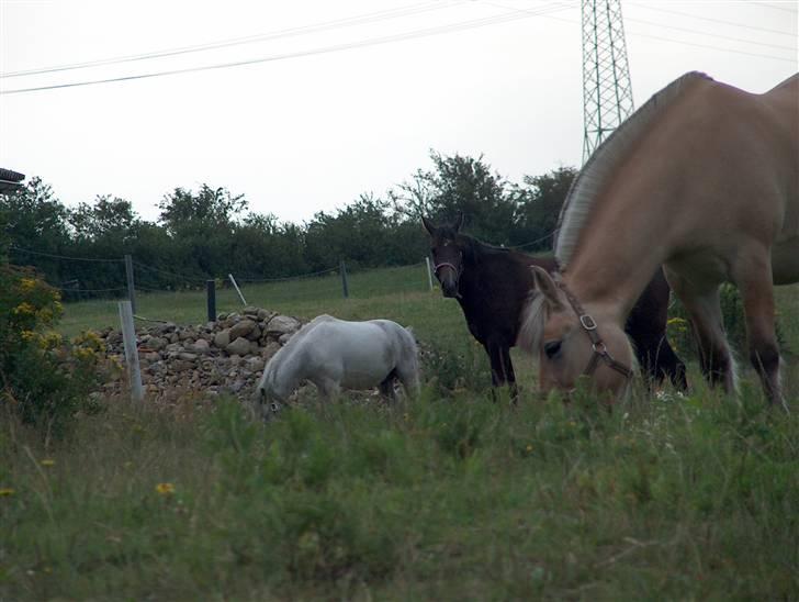 Fjordhest Musse/min søster's/Sandra - Bobo, Flik Flak, og Musse billede 11