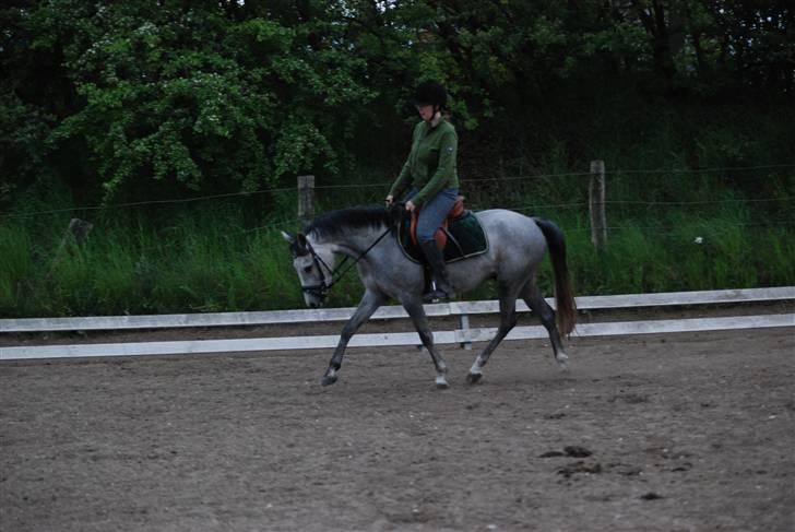 Anden særlig race Josephine´s Prins billede 13