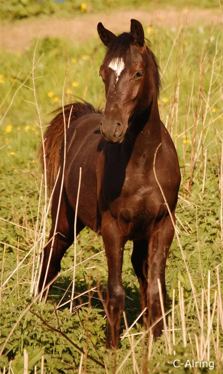 Welsh Partbred (Sec F) Chap´s Check Me Out  - På sommergræs som 1 års billede 1