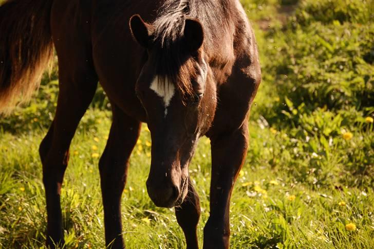 Welsh Partbred (Sec F) Chap´s Check Me Out  - På sommergræs som 1 års billede 3