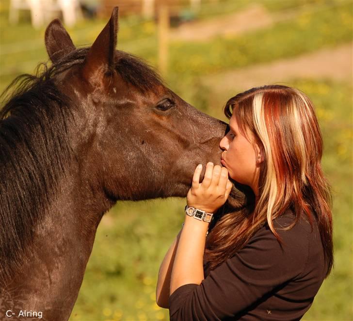 Welsh Partbred (Sec F) Chap´s Check Me Out  - På sommergræs som 1 års billede 4