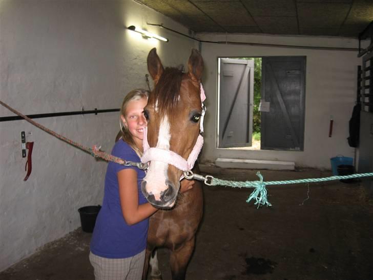 New Forest staldbakkens Tic-Tacs  billede 16