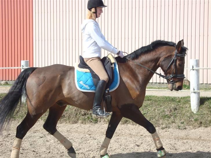 Dansk Varmblod Manito - Dressur den 5 april. Foto: Stephanie billede 12