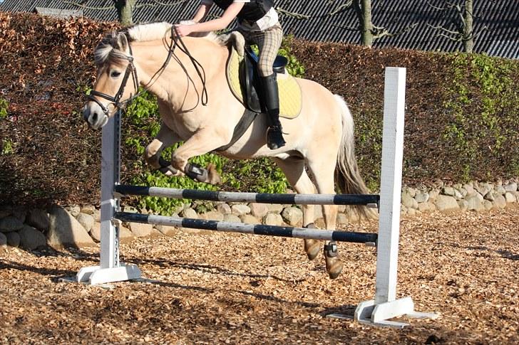 Fjordhest Risdals Frans R.I.P - Mig og Frans springer i terrænet xD<3  billede 13