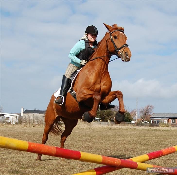 Dansk Varmblod Ibiki (død)  - spring<33 //fotograt: Annika billede 8