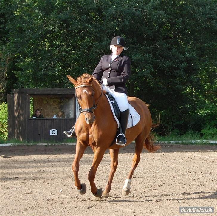 Dansk Varmblod Ibiki (død)  - Ibiki til stævne i drlr<33 //fotograf: line billede 15