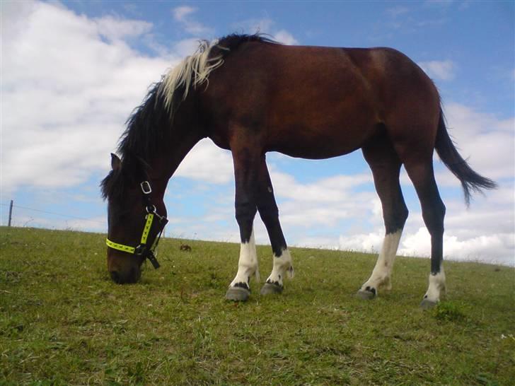 Anden særlig race Fighter billede 7