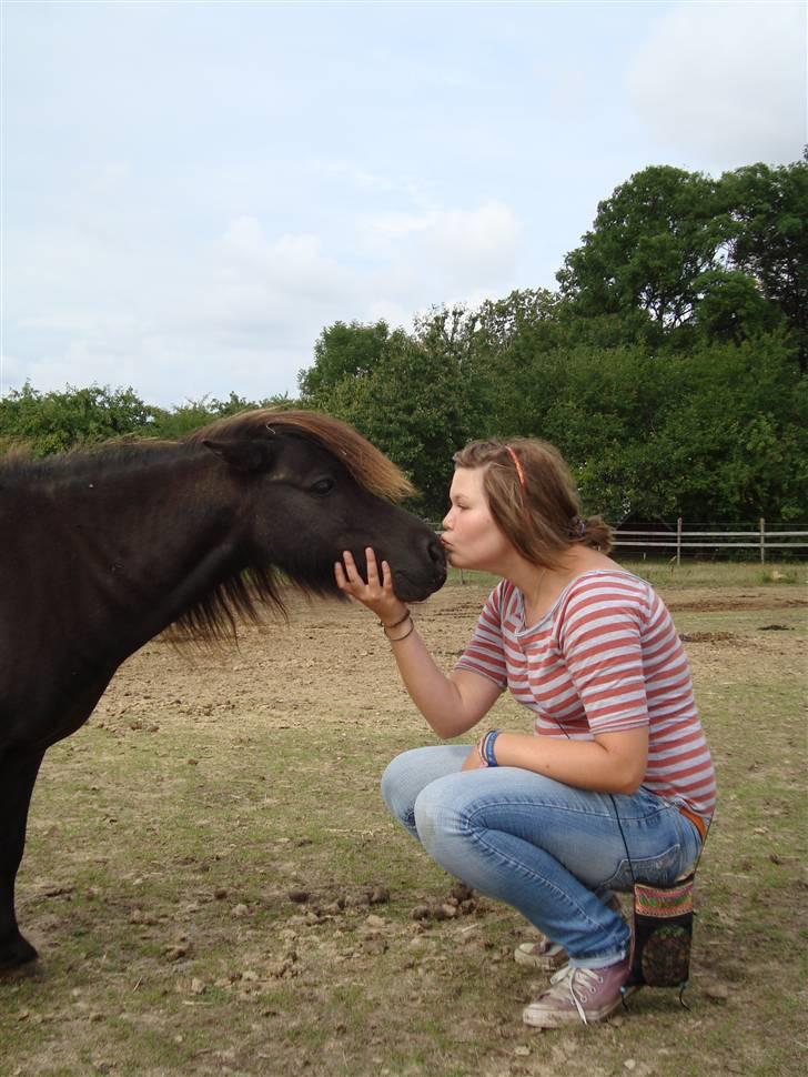 Shetlænder Flipper  billede 19