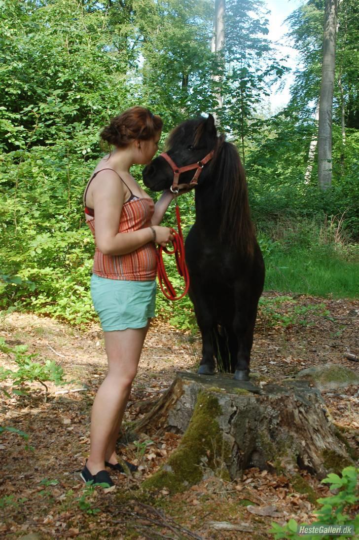 Shetlænder Flipper  billede 20