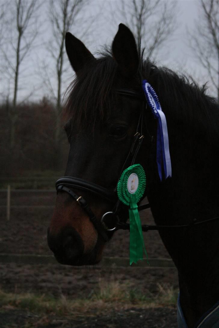 Anden særlig race Voldbjerggårds Musse - Musse og jeg til stævne <3 (: Rigtig smukt billede (: Vi vandt 5. plads og 2. plads :D Foto: Helene billede 10