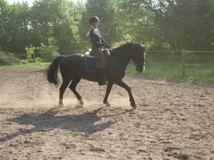 Anden særlig race Miklagaards Black Beauty billede 11