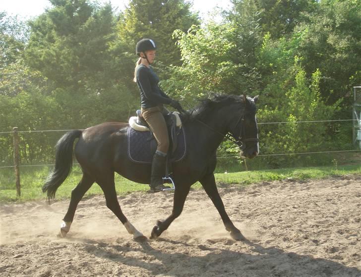 Anden særlig race Miklagaards Black Beauty billede 12