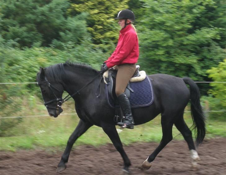 Anden særlig race Miklagaards Black Beauty billede 13
