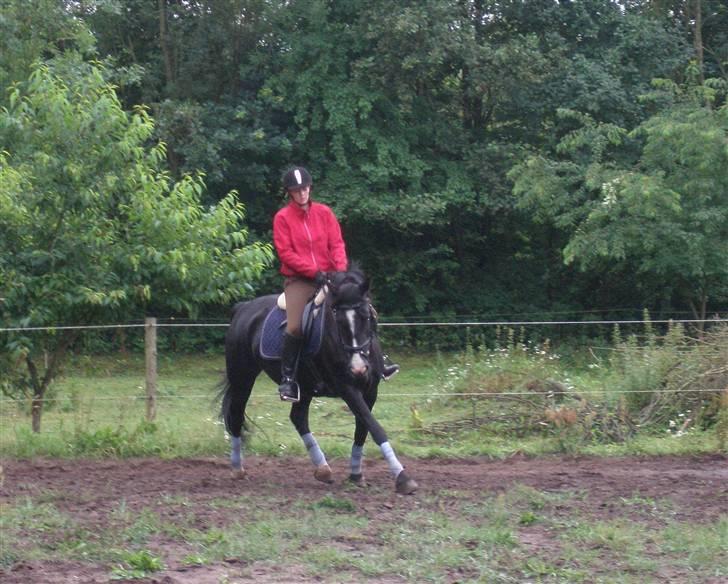 Anden særlig race Miklagaards Black Beauty billede 14