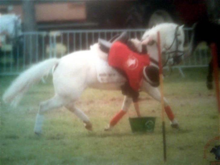 Welsh Mountain (sec A) Idefix - Fra VM i Belgien 07 :) Windsor billede 2